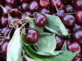 ciliegie - frutta di stagione agriturismo bologna